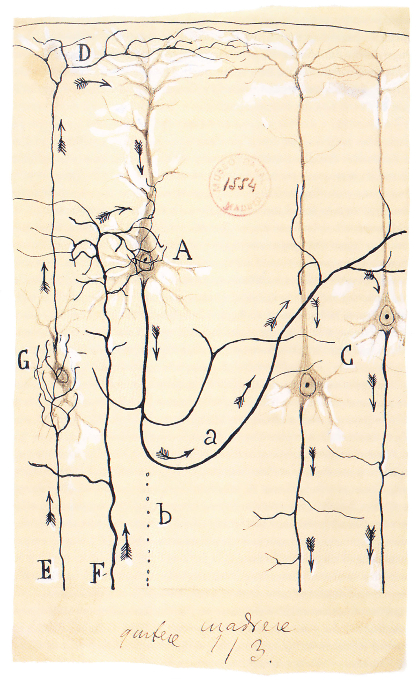 Illustration by Santiago Ramón y Cajal indicating the flow of currents in the brain. The Spanish neuroscientist’s pioneering investigations of neural structures earned him the Nobel Prize in 1906.