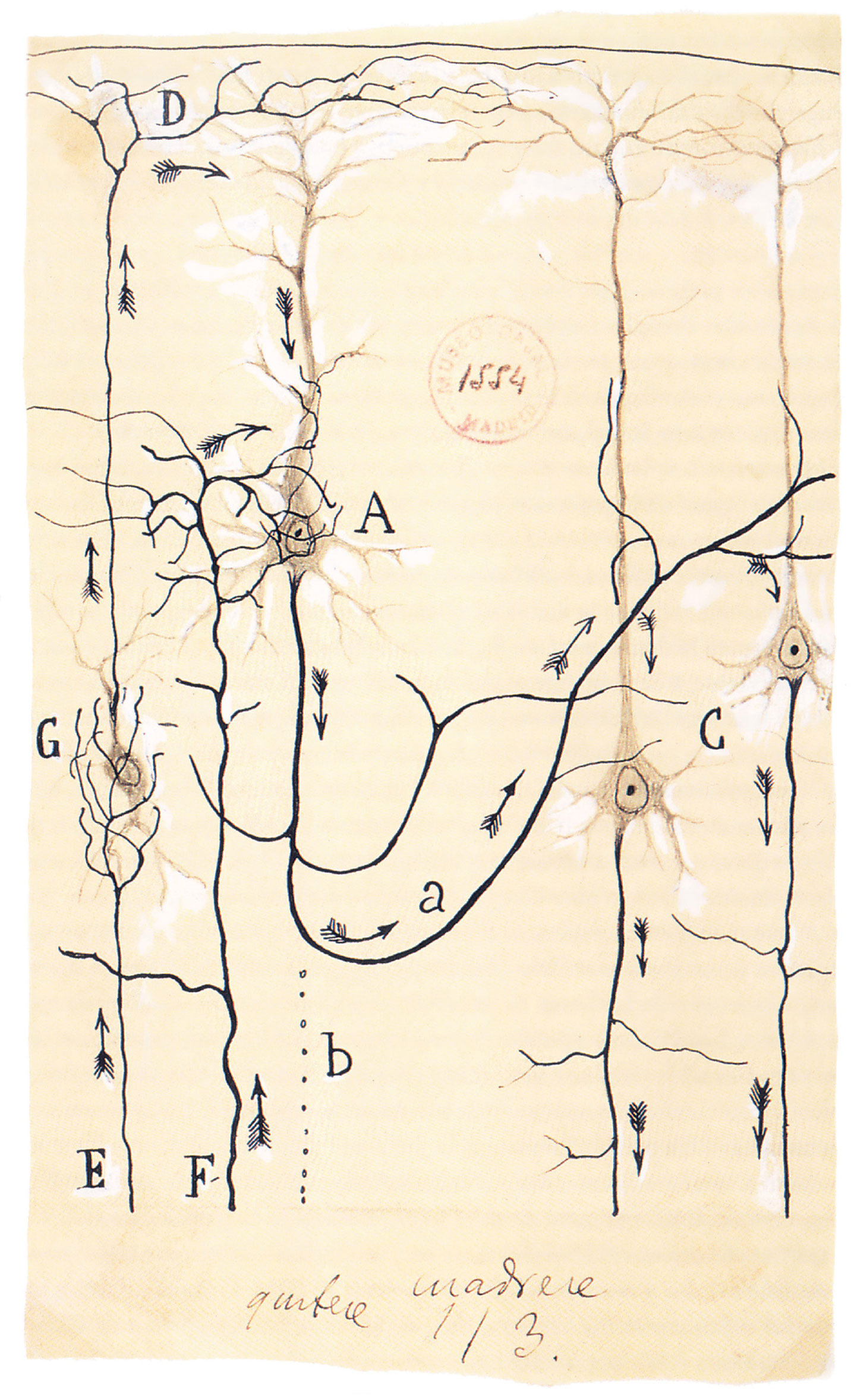 An illustration by Santiago Ramón y Cajal which indicates the flow of currents in the brain.
