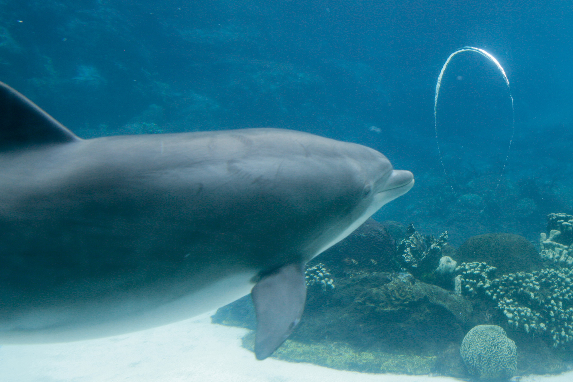 A photo of a bottlenose dolphin looking at a perfect bubble ring that it has produced through its blowhole.