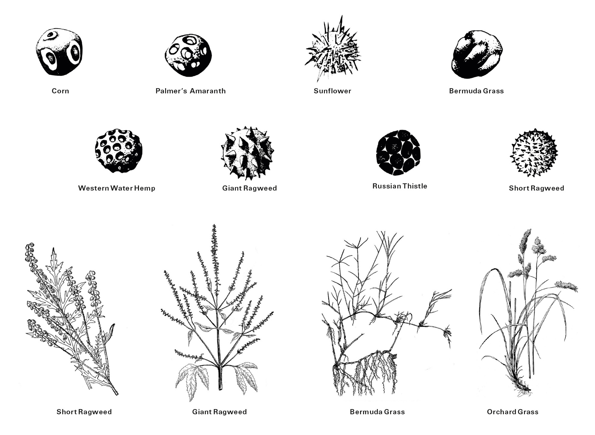 A drawing of a selection of allergenic pollens and the plants that produce them.