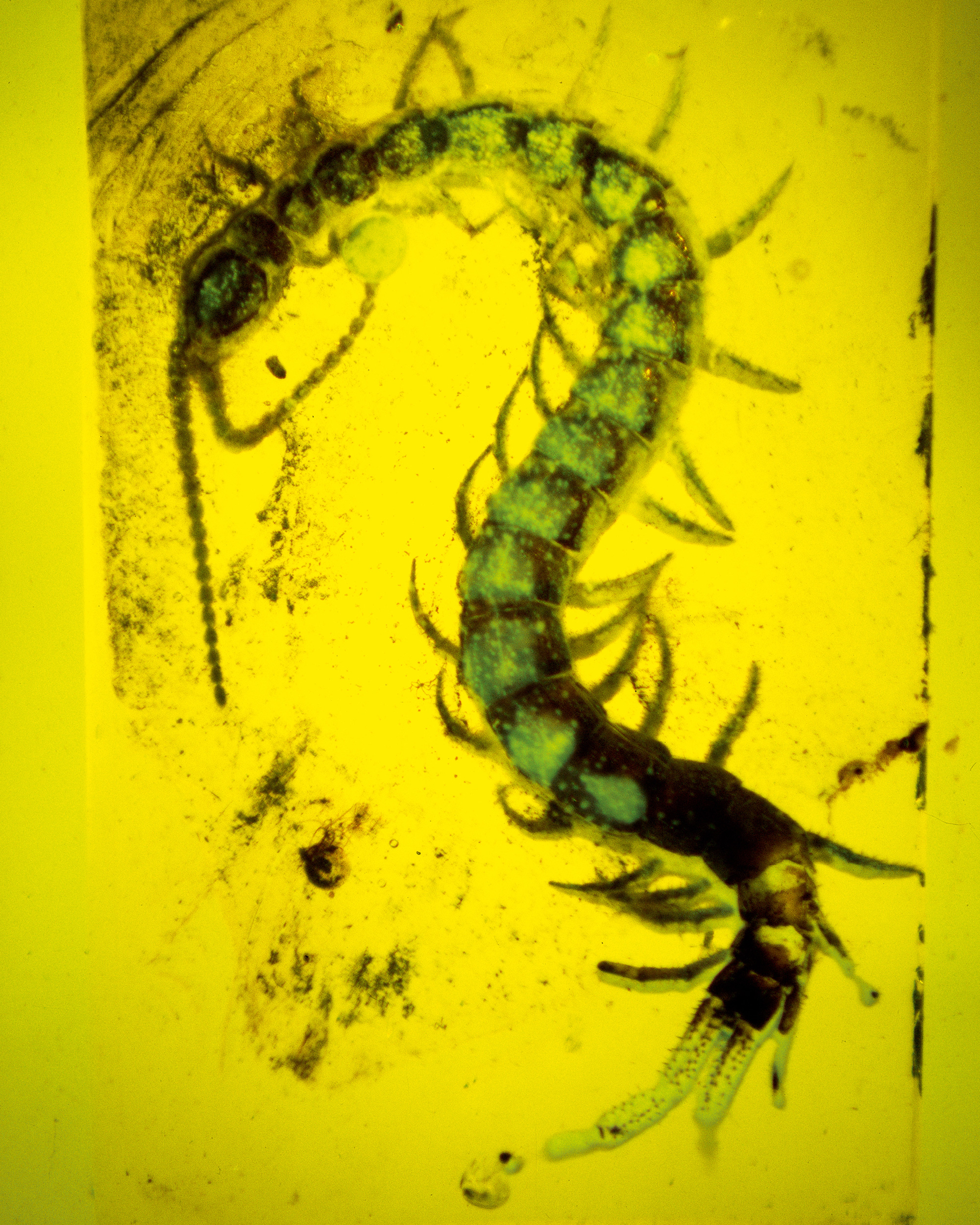 A photograph of a centipede preserved in Baltic amber dating from the Upper Eocene subepoch.
