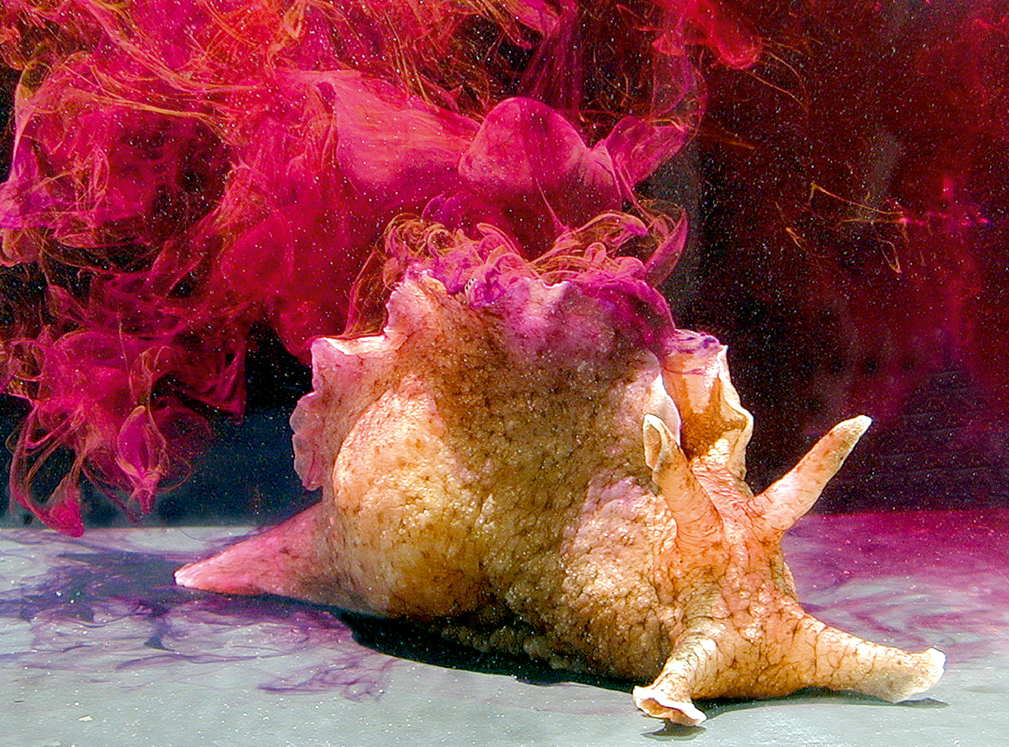 A photograph of an aplysia californica inking.