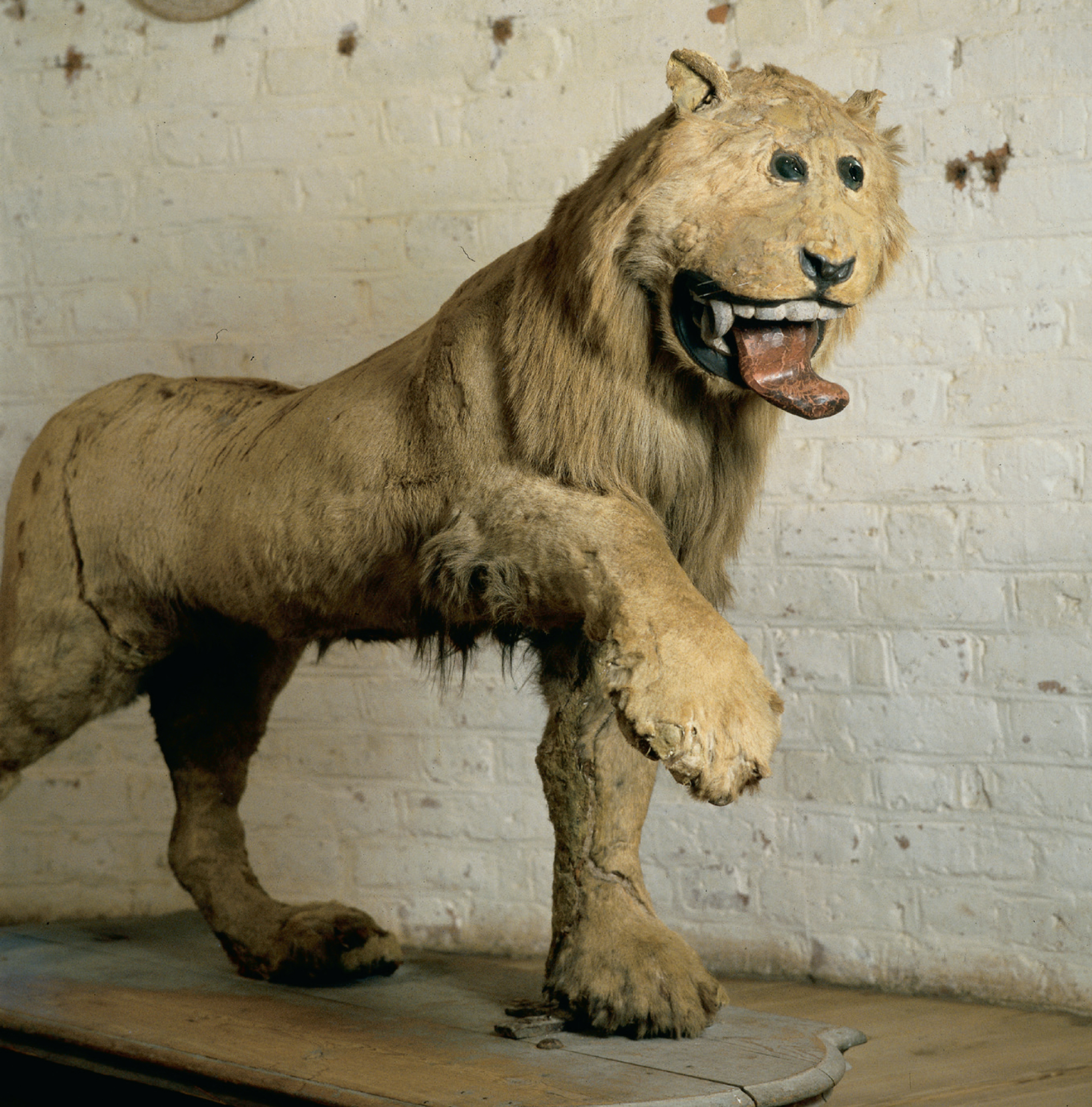 A photograph of the oldest taxidermied lion in Sweden.