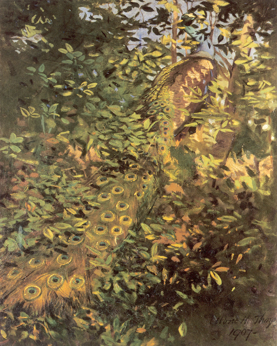A 1907 painting by Abbot Handerson Thayer entitled “Peacock in the Woods” depicting a peacock disguised among tree branches.
