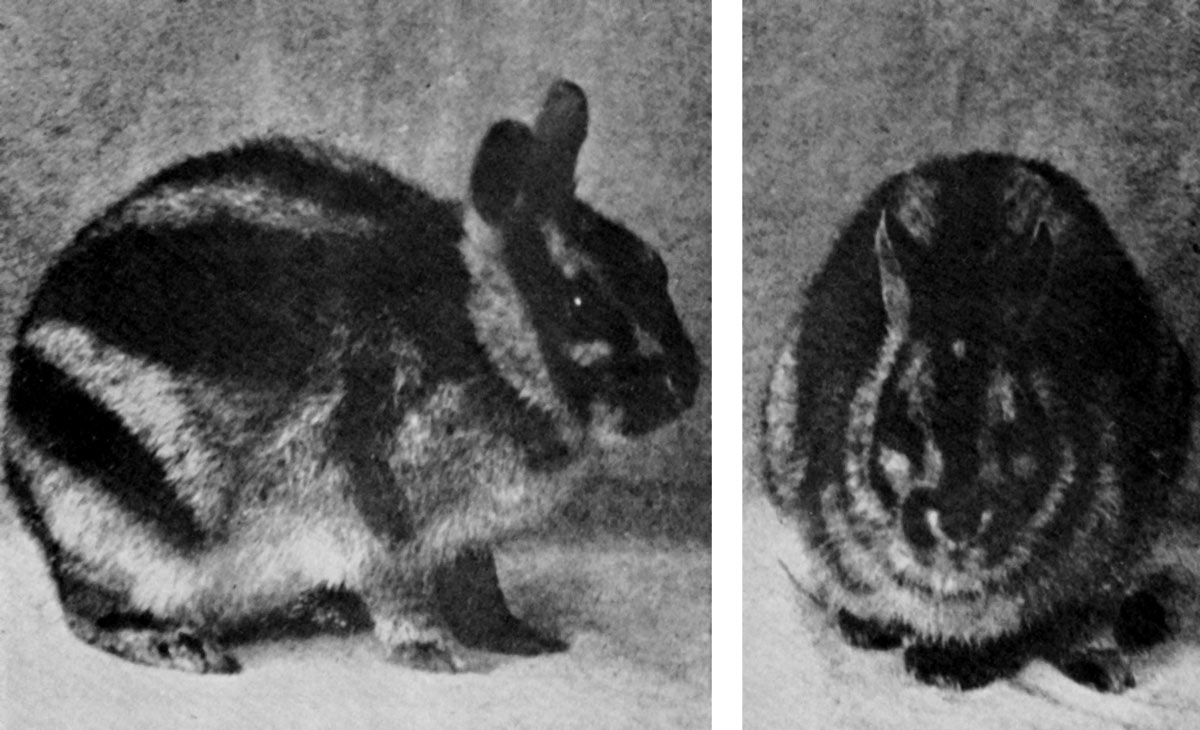 Two images, one of which shows the side of the Sumatran short-eared rabbit and one of which shows the rabbit head-on.