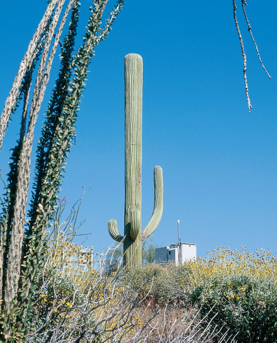A photograph of a telecommunications tower disguised as a cactus.