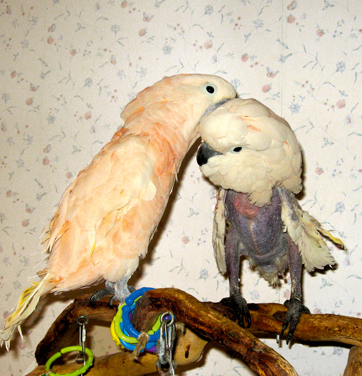 A photograph of two birds. Right is Chiquita, a thirty-two-year-old female Moluccan cockatoo who arrived at Mollywood Avian Sanctuary in her present plucked condition in two thousand and nine. Left is Eddie, a nineteen-year-old male Moluccan cockatoo who has been chewing off his wing and tail feathers for ten years.