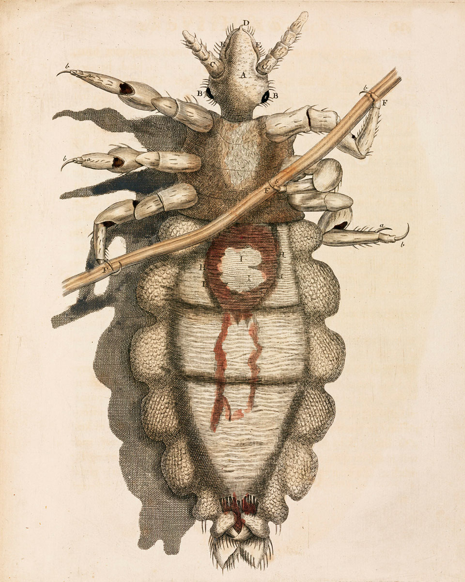 John Carwitham, “Louse Clinging to a Human Hair,” 1736. The engraving, after an illustration from Robert Hooke’s 1665 Micrographia, appears in Eleazar Albin’s 1736 book A Natural History of Spiders, and Other Curious Insects. Courtesy Science and Society Picture Library.