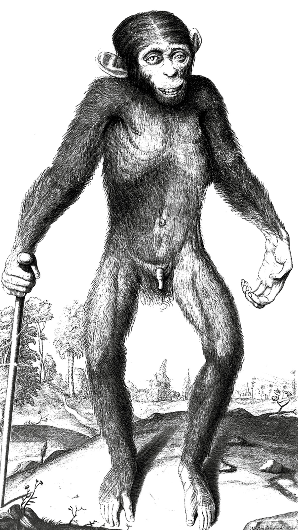 Edward Tyson’s “orang-outang,” in reality a chimpanzee. From Tyson’s 1699 study Orang-Outang sive homo silvestris. Courtesy Wellcome Library.