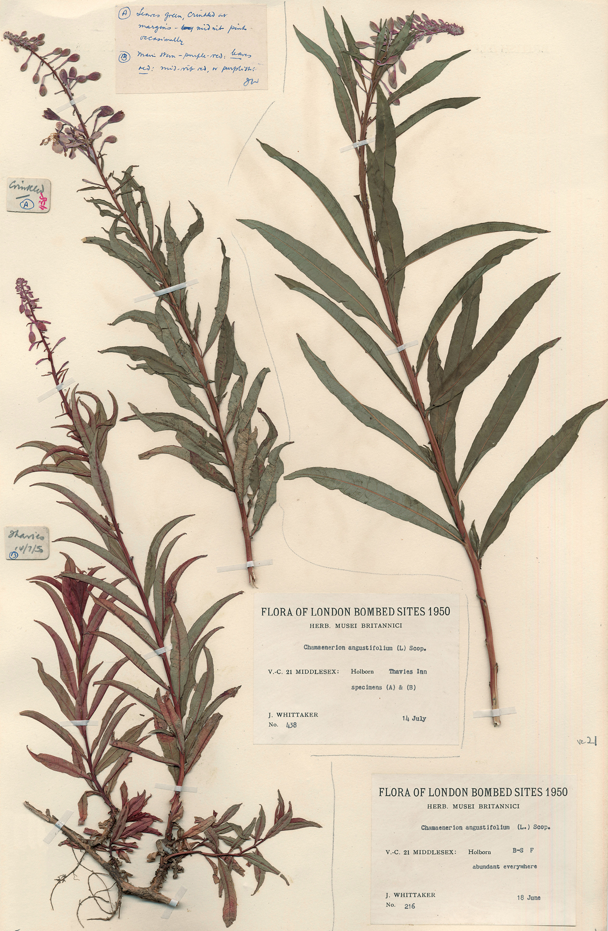 Pressed specimen of Chamerion angustifolium, also known as Epilobium angustifolium. This specimen of bombweed was collected during the London Natural History Society’s City Bombed Sites Survey in 1950. A member of the society that conducted the survey wrote of Cripplegate, the neighborhood in which it was collected: “This area in the very heart of London provides a splendid opportunity to members of the society for recording the colonisation and establishment of a new fauna and flora which, its is to be hoped, will not occur again.” Courtesy Natural History Museum, London.