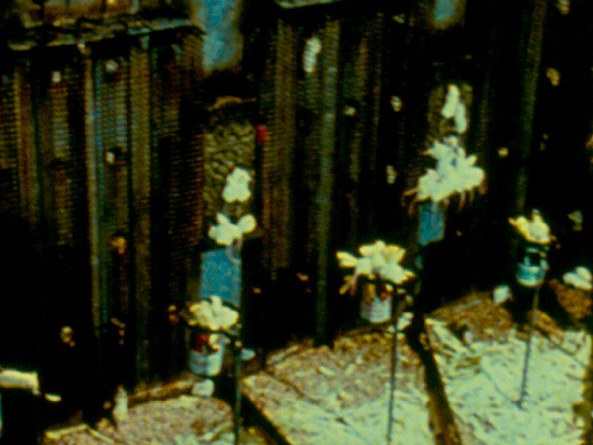 A film still of the mouse utopia/dystopia, as designed by John B. Calhoun, from “Animal Populations: Nature’s Checks and Balances.”