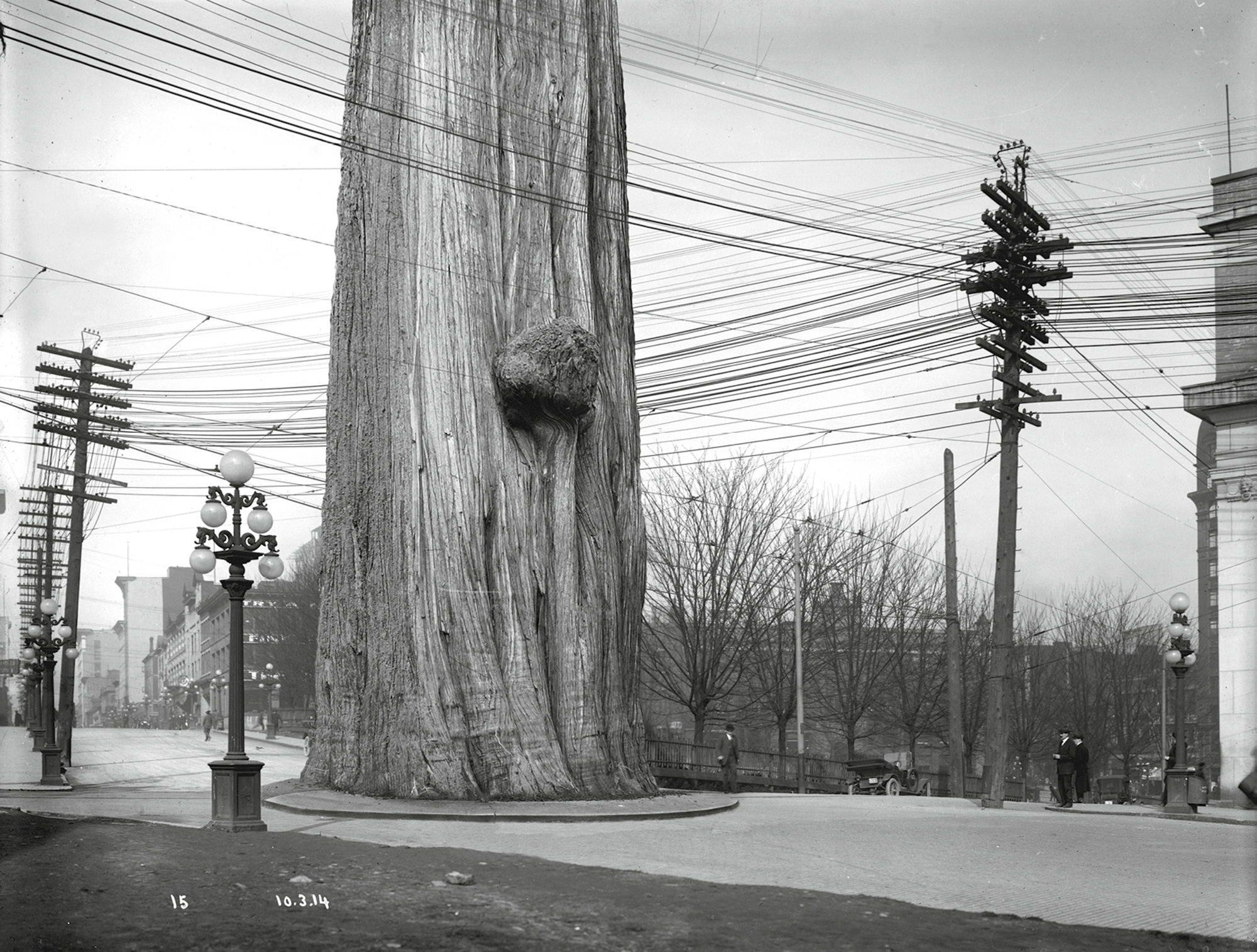 A photograph titled “Roundabout Vancouver: Wires, circa nineteen fourteen.” It shows a large tree surrounded by electrical wires.