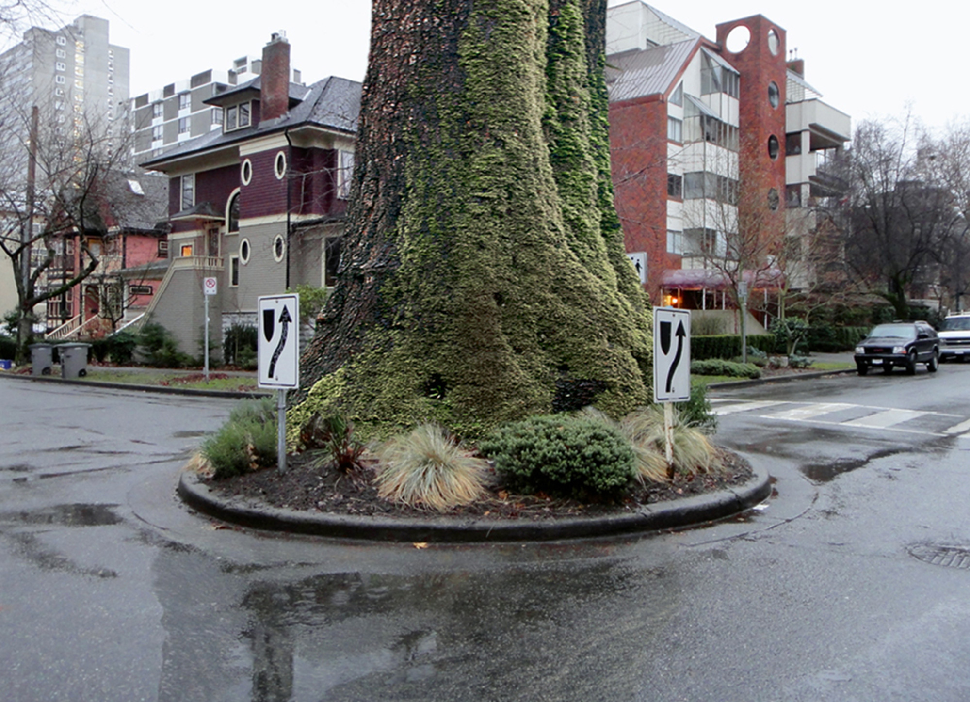 A photograph titled “Roundabout Vancouver: Bidwell and Nelson, circa twenty ten” It shows a moss-covered tree in the center of a traffic roundabout.