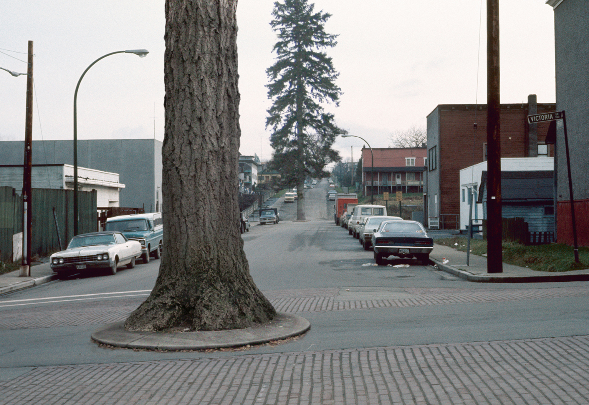 A photograph titled “Roundabout Vancouver: East Vancouver, circa nineteen seventies.” It shows a tree in a sidewalk.