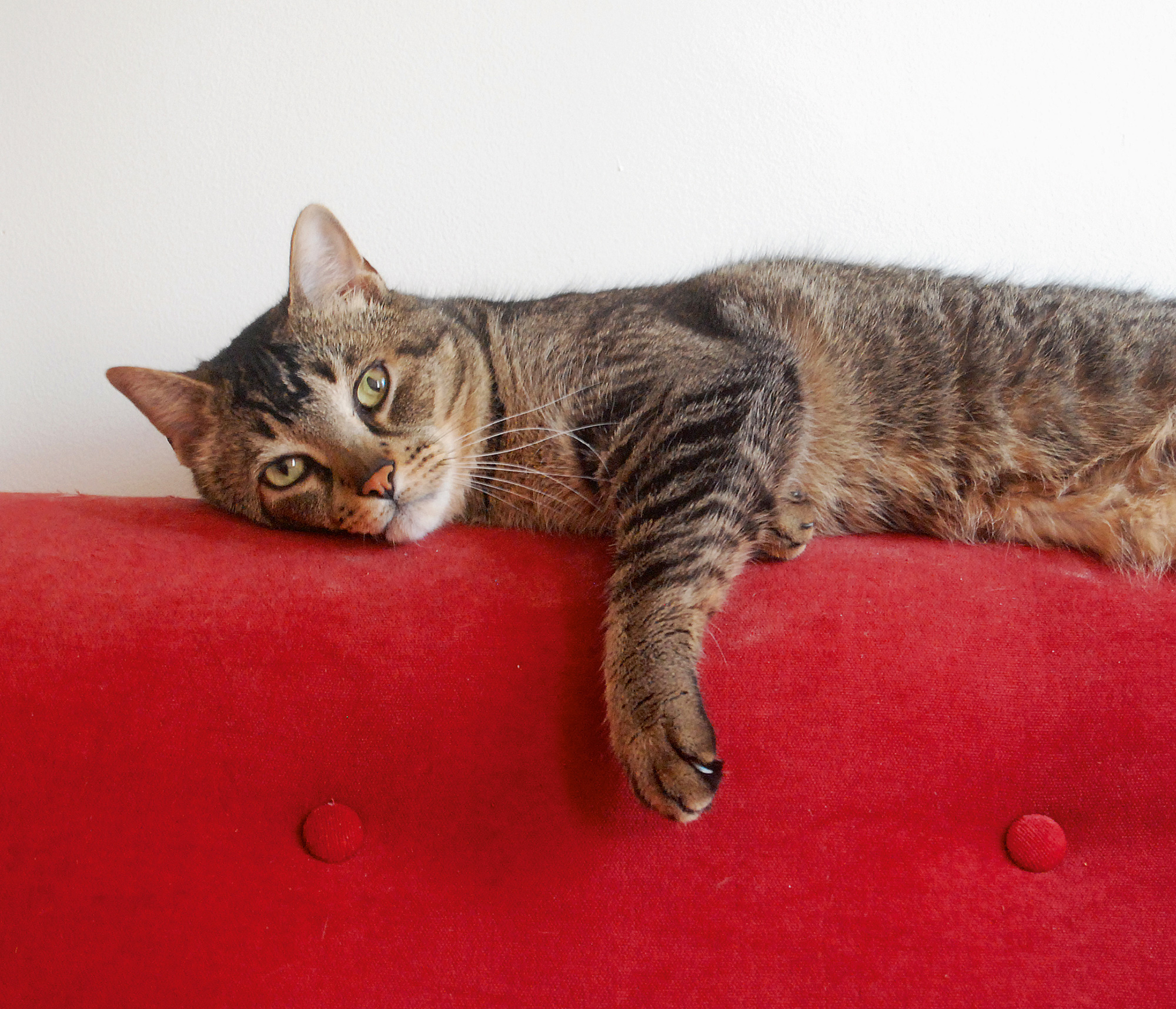 A photograph of Alice Tai’s cat “Po.”