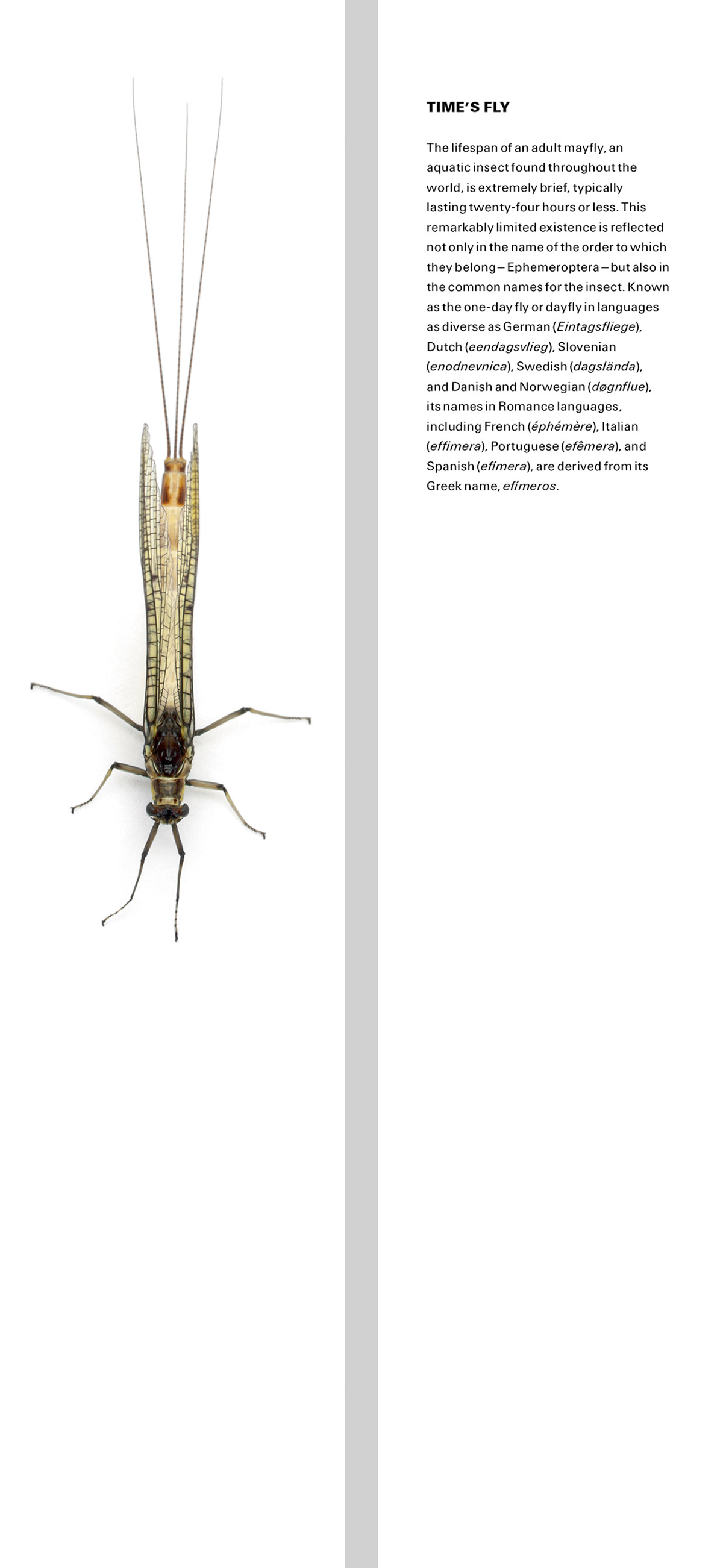 A bookmark whose front features a photograph of a mayfly. Its back contains text that reads: “TIME’S FLY The lifespan of an adult mayfly, an aquatic insect found throughout the world, is extremely brief, typically lasting twenty-four hours or less. This remarkably limited existence is reflected not only in the name of the order to which they belong—Ephemeroptera—but also in the common names for the insect. Known as the one-day fly or dayfly in languages as diverse as German (Eintagsfliege), Dutch (eendagsvlieg), Slovenian (enodnevnica), Swedish (dagslända),
and Danish and Norwegian (døgnflue), its names in Romance languages, including French (éphémère), Italian (effimera), Portuguese (efêmera), and Spanish (efímera), are derived from its Greek name, efímeros.”