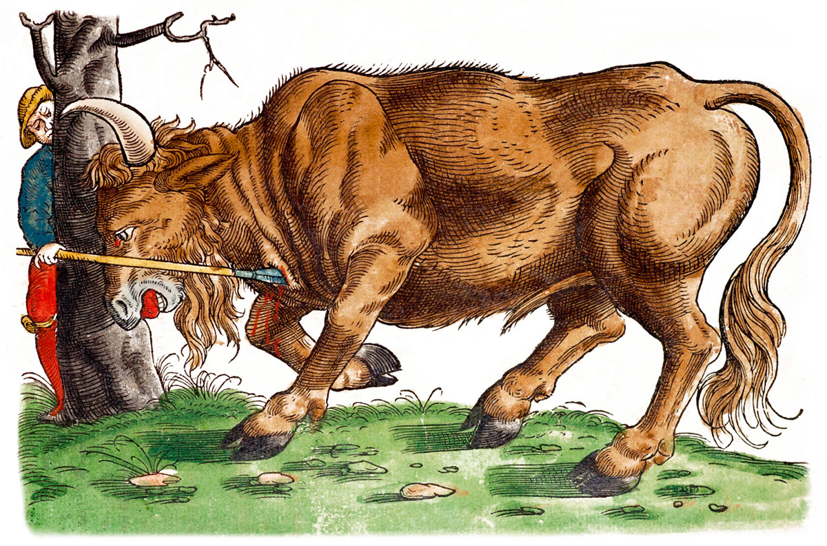 Image depicting the slaying of an aurochs, originally published in Conrad Gesner’s Historiae animalium, and seen here in a reproduction from 1560. The illustrator has shown the animal with the beard and horns of a European bison, most likely due to a lack of firsthand knowledge of either species. By the sixteenth century, both animals were little known outside of their limited range in Eastern Europe and Russia. Courtesy Photo Researchers.