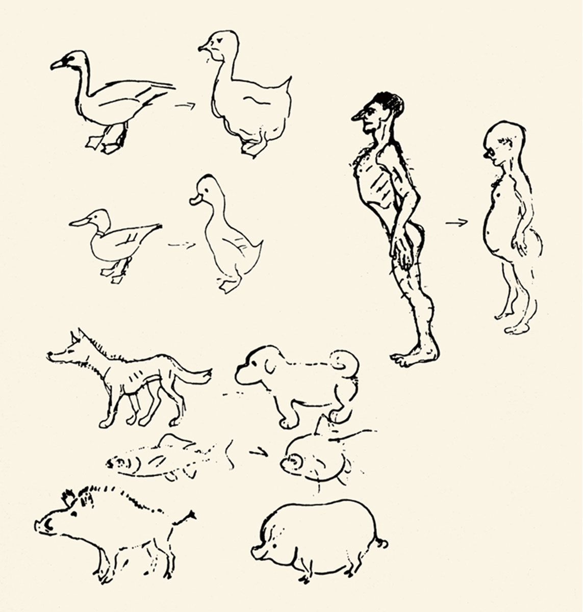 Sketch by Konrad Lorenz comparing the morphology of wild and domesticated animals—humans included. From a letter to Oskar Heinroth, 18 January 1939.