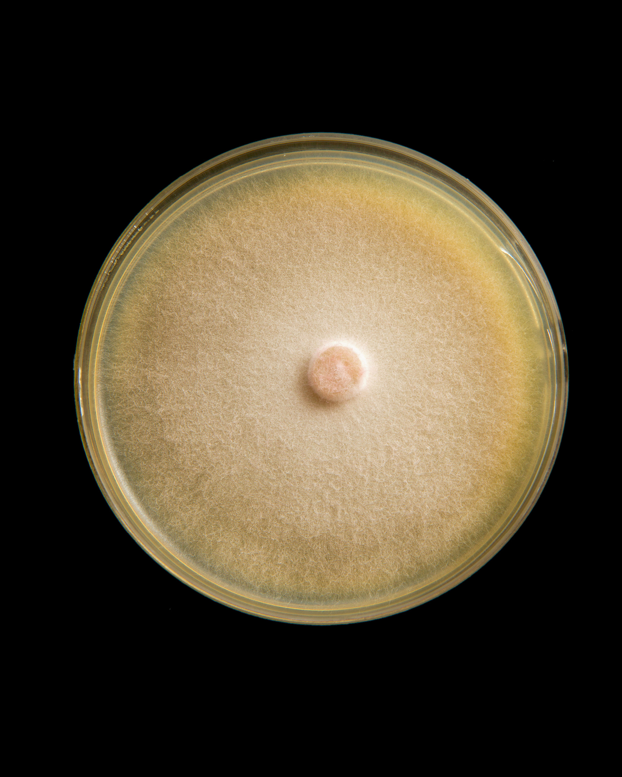 Alessandro Grandini’s photograph of a petri dish containing Fusarium oxysporum, which causes disease among a variety of hosts, including potato and sugar cane. 