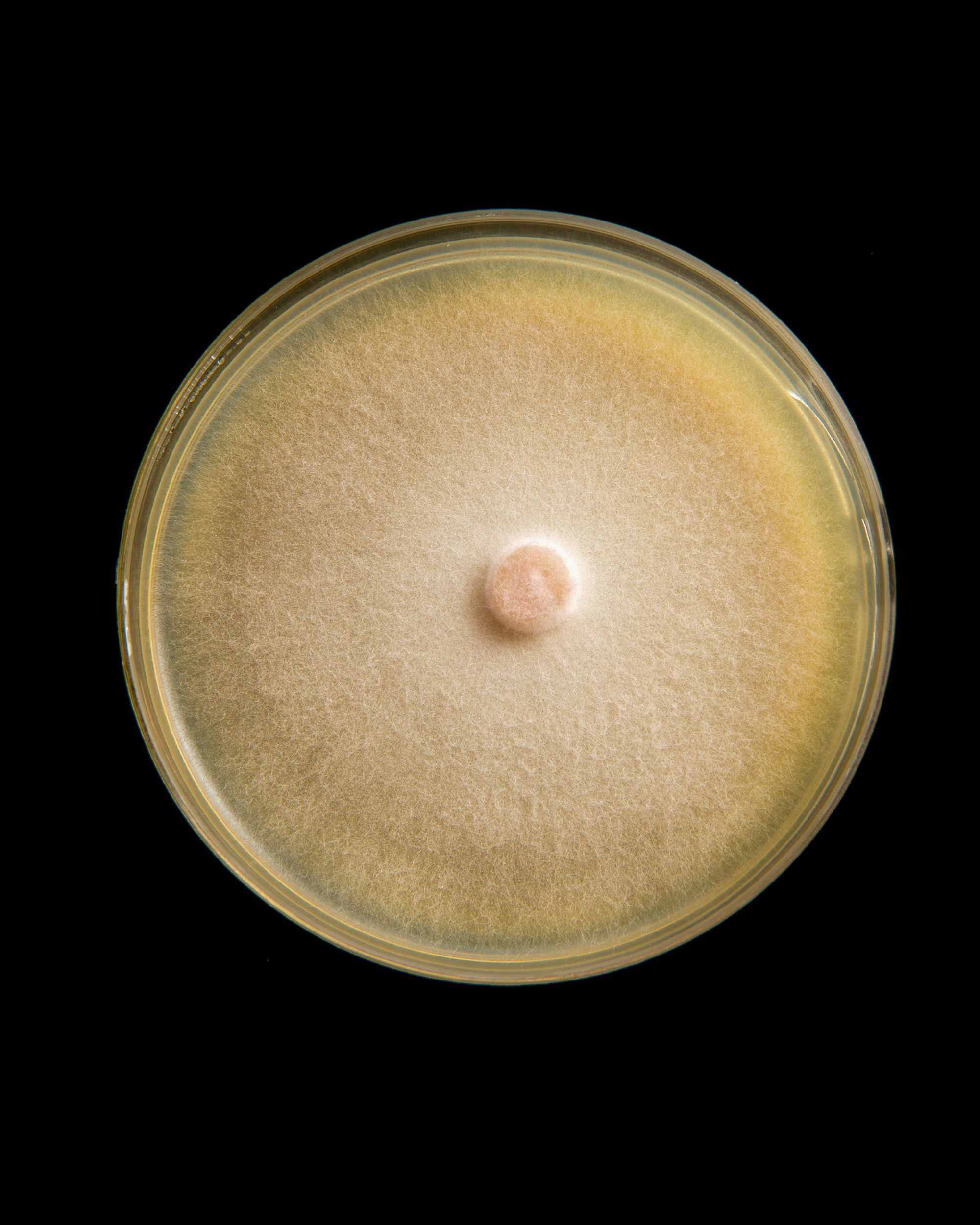Alessandro Grandini’s photograph of a petri dish containing Fusarium oxysporum, which causes disease among a variety of hosts, including potato and sugar cane.