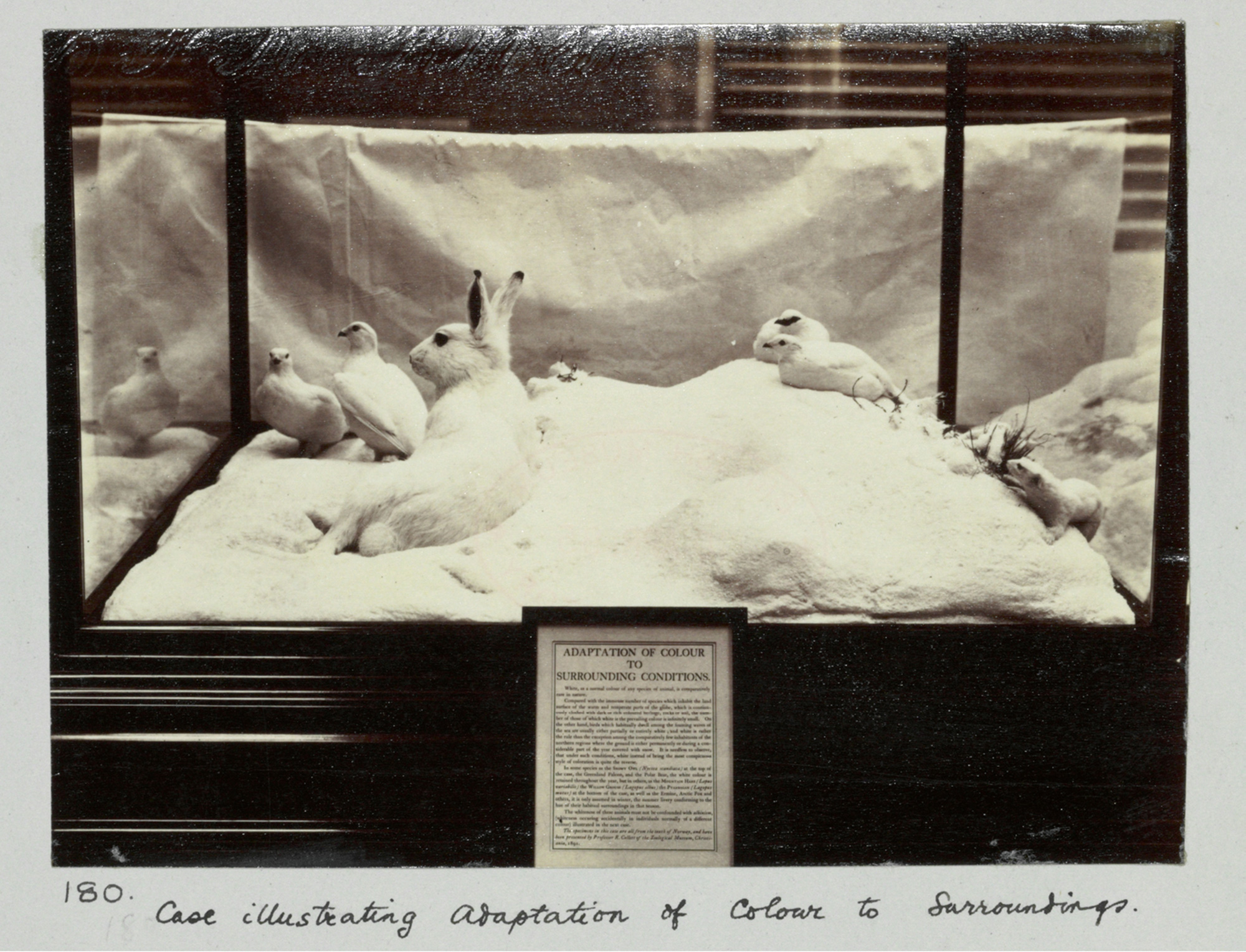 A case created by Henry Flower for London’s Natural History Museum. It features white rabbits on snow, demonstrating the “adaptation of colour to surroundings.”