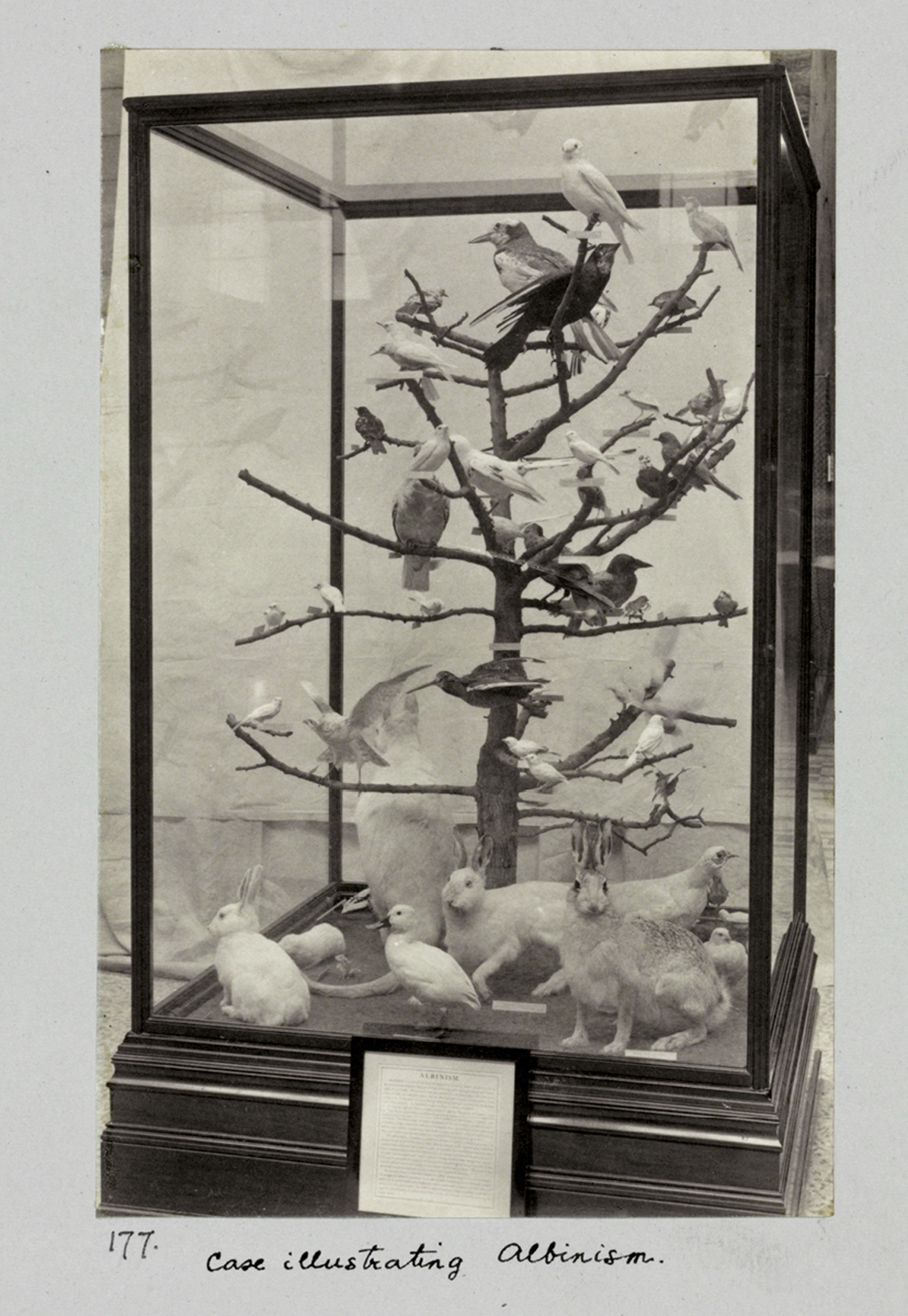 A case created by Henry Flower for London’s Natural History Museum. It features rabbits and doves whose colour demonstrates albinism.