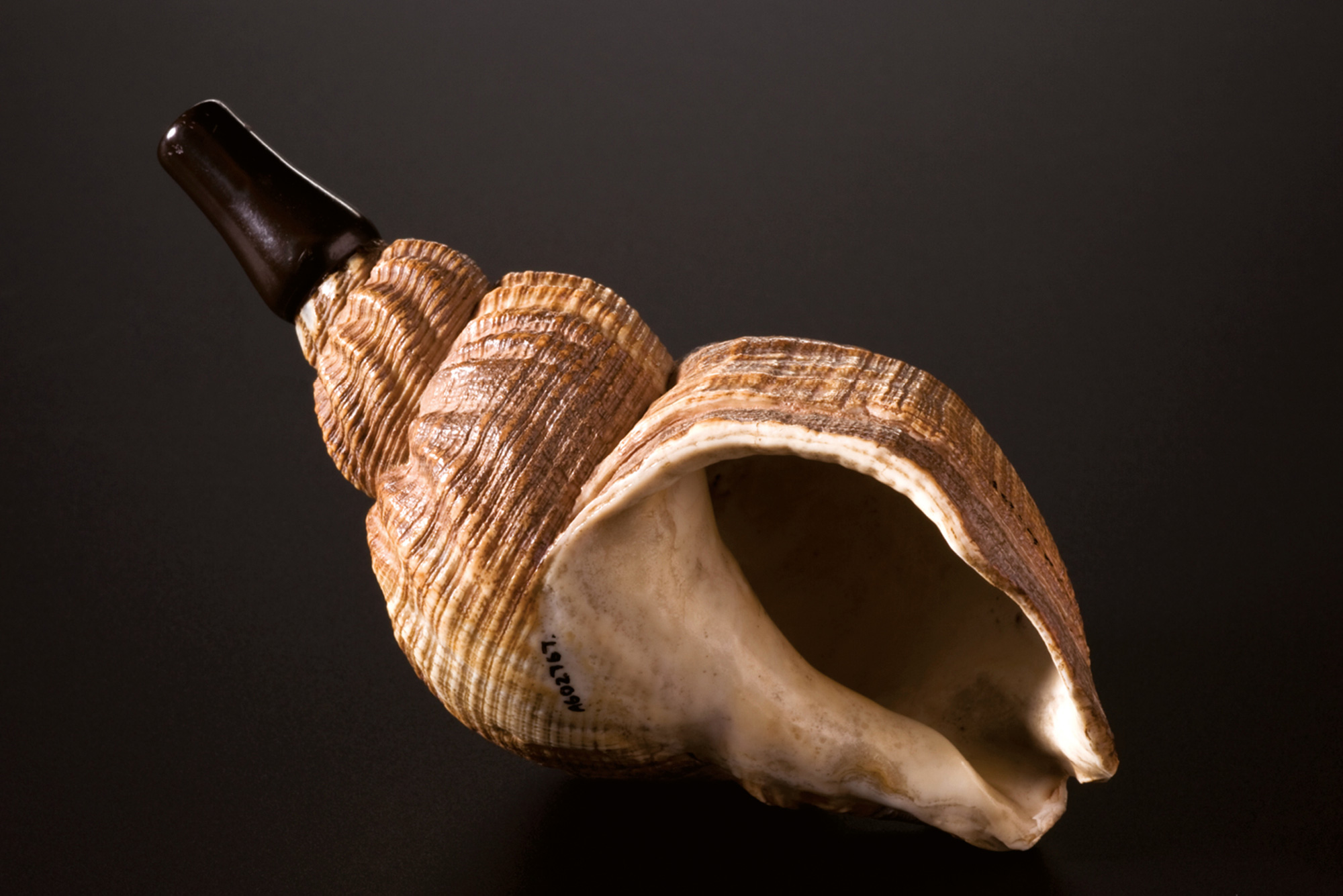 A photograph of an ear trumpet made from a whelk shell.