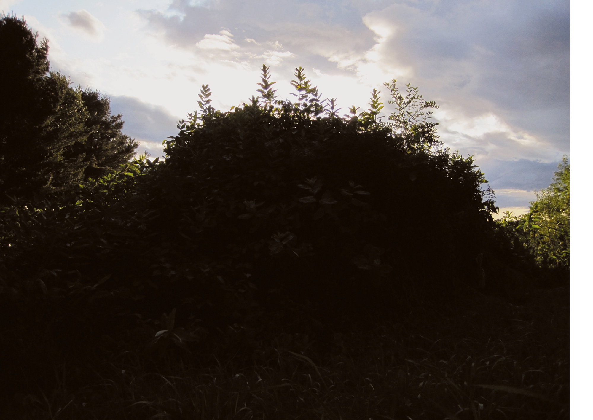 A two thousand and nine photograph of James Pierce’s earthwork titled “Motte.” It is pictured in an overgrown state. 