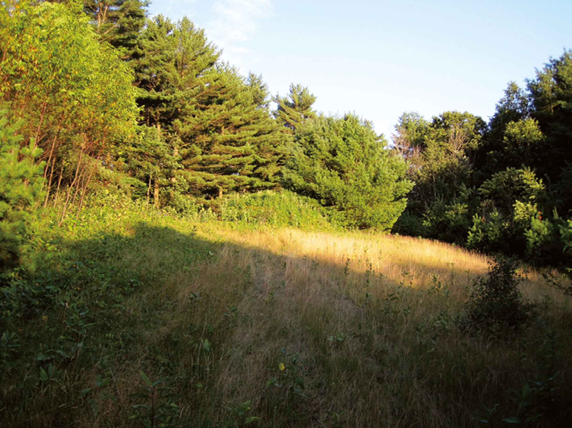 A two thousand and nine photograph of a clearing in the woods with an earth mound at far side (probably James Pierce’s “Burial Mound”). 