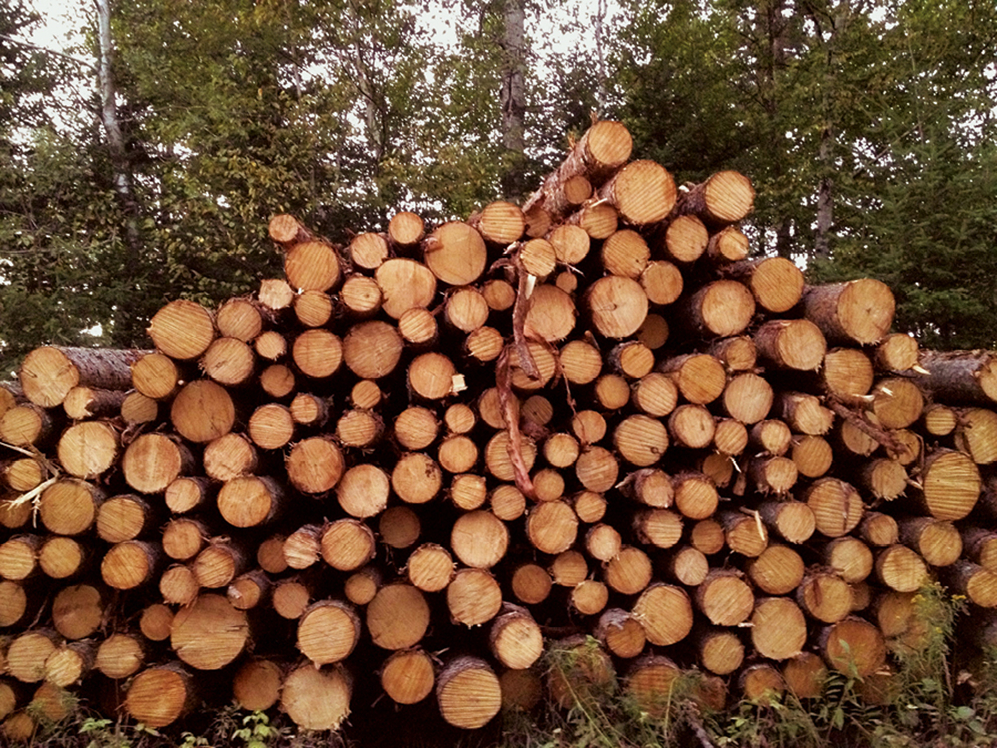 A photograph of remnants of forest removed during fall twenty eleven and spring twenty twelve to make room for a corn field.