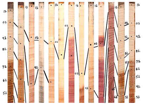 A diagram of tree cores showing the varying rates at which different trees record the passing years.