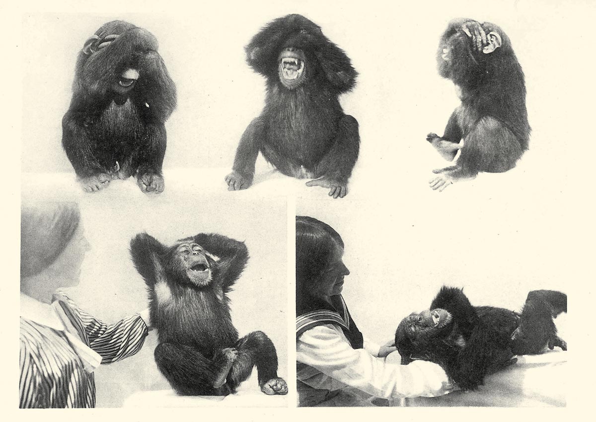 Photographs from Nadezhda Ladygina-Kohts, Infant Chimpanzee and Human Child. Originally published in 1935, the book offers a comparative study of the behavior of a human child (Ladygina-Kohts’s own son Roody) and an infant chimpanzee named Joni. The bottom two images in this plate show Joni reacting to being tickled.