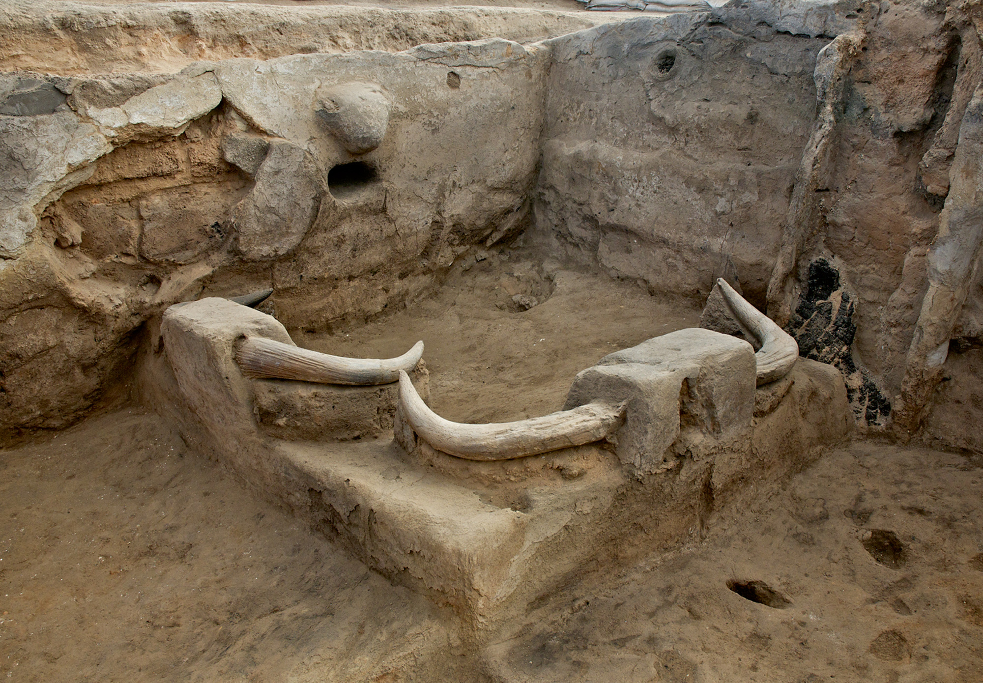 A photograph of an excavated site showing animal skulls, horns, teeth, and tusks, set into walls and placed on pillars at Building 77 in Çatalhöyük.