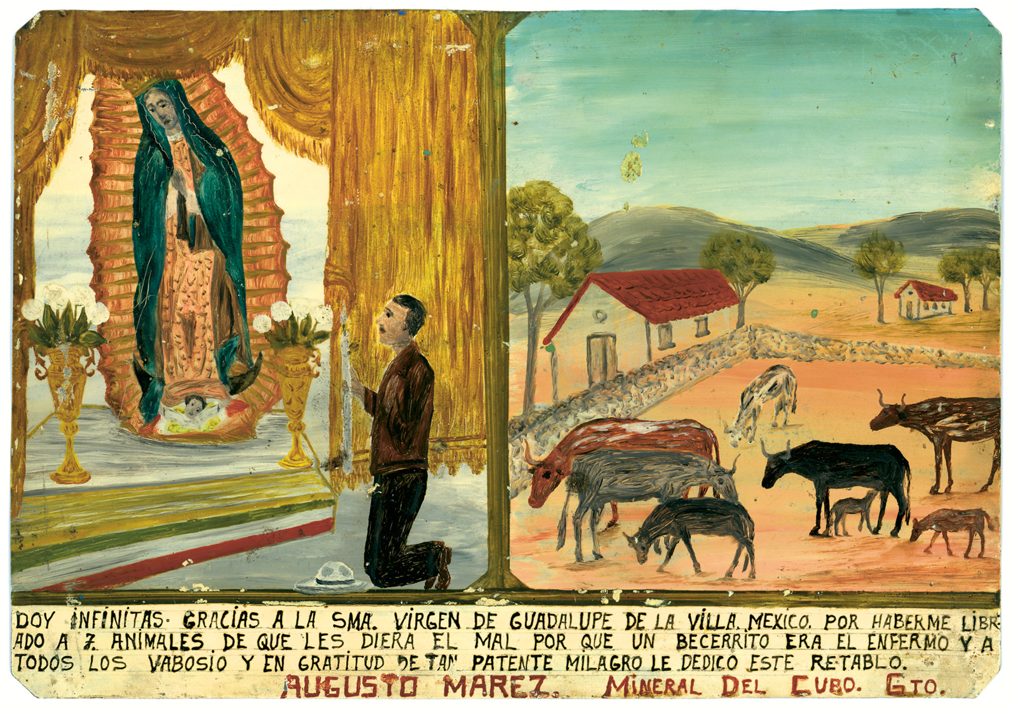 An ex-voto painting depicting rancher Augusto Marez in a chapel praying to the Virgin of Guadalupe, who hovers above a patriotic banner. He gives “infinite thanks” because she saved seven of his cows from an unnamed illness (he calls it a “mal,” or evil) transmitted when a sick calf slobbered all over the other animals. The eight survivors graze happily in the adjacent corral.