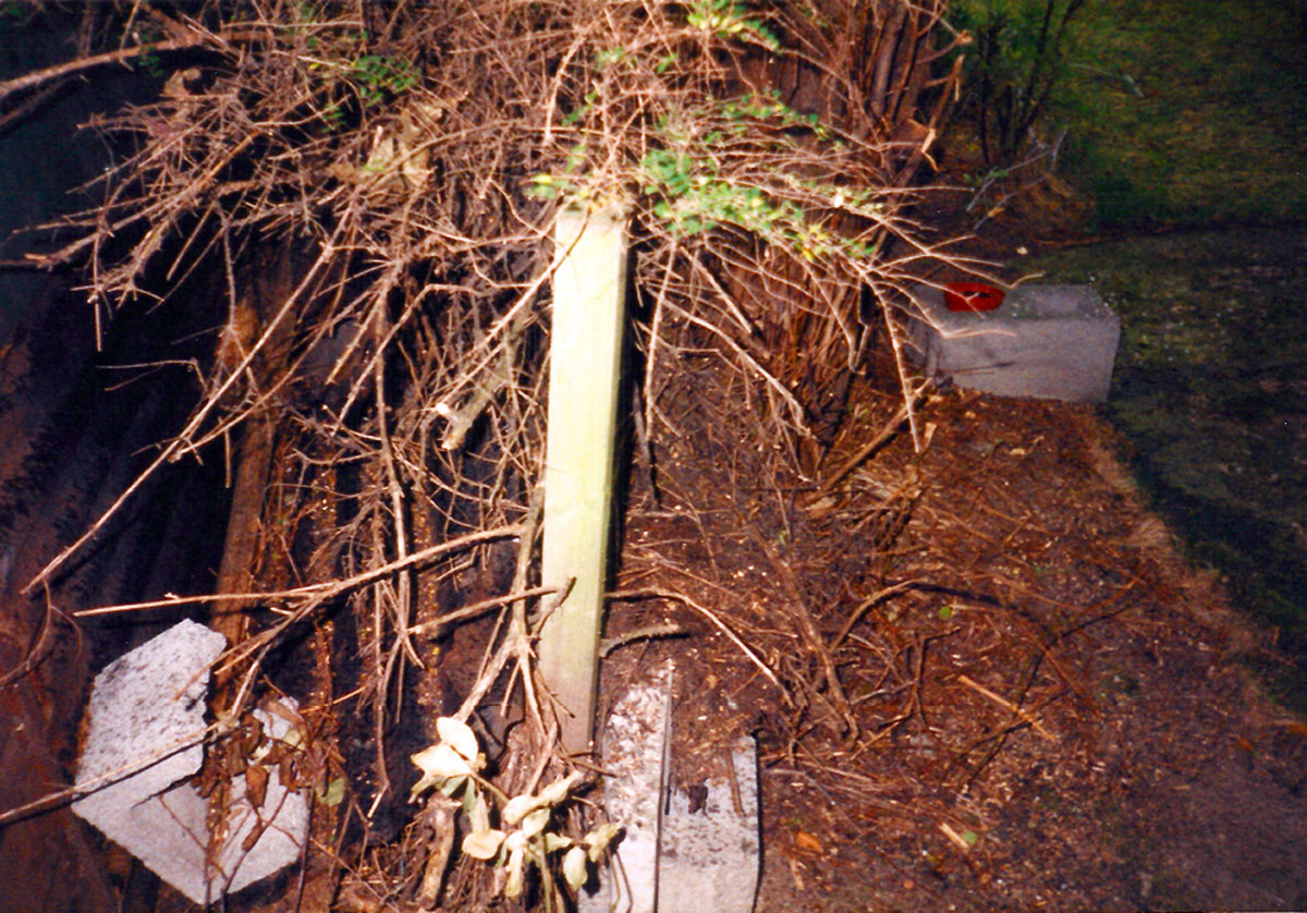 A photograph by Vera Merriman of a garden hedge separating her property from the neighbor’s.