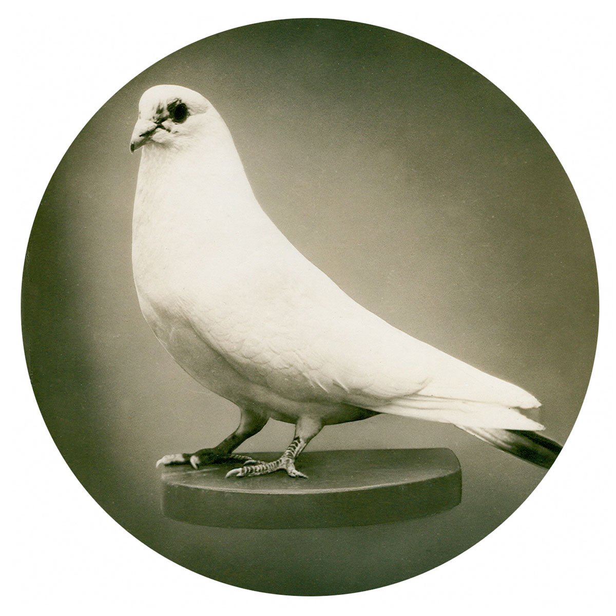 A photograph of a white pigeon, one of a number of photos purchased by Nikola Tesla in nineteen thirty-eight to be used as part of a presentation outlining a mixture he had developed for a natural diet for birds.
