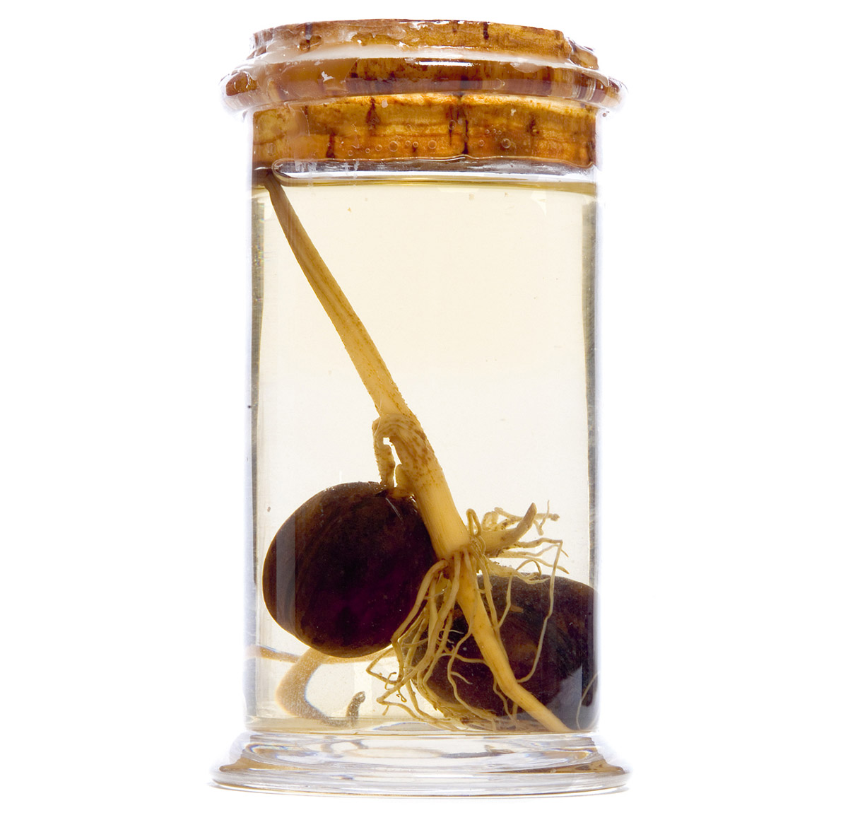 A photograph of a vial containing two of the original rubber seeds brought back to England from Brazil by Henry Wickham in eighteen seventy-six. 
