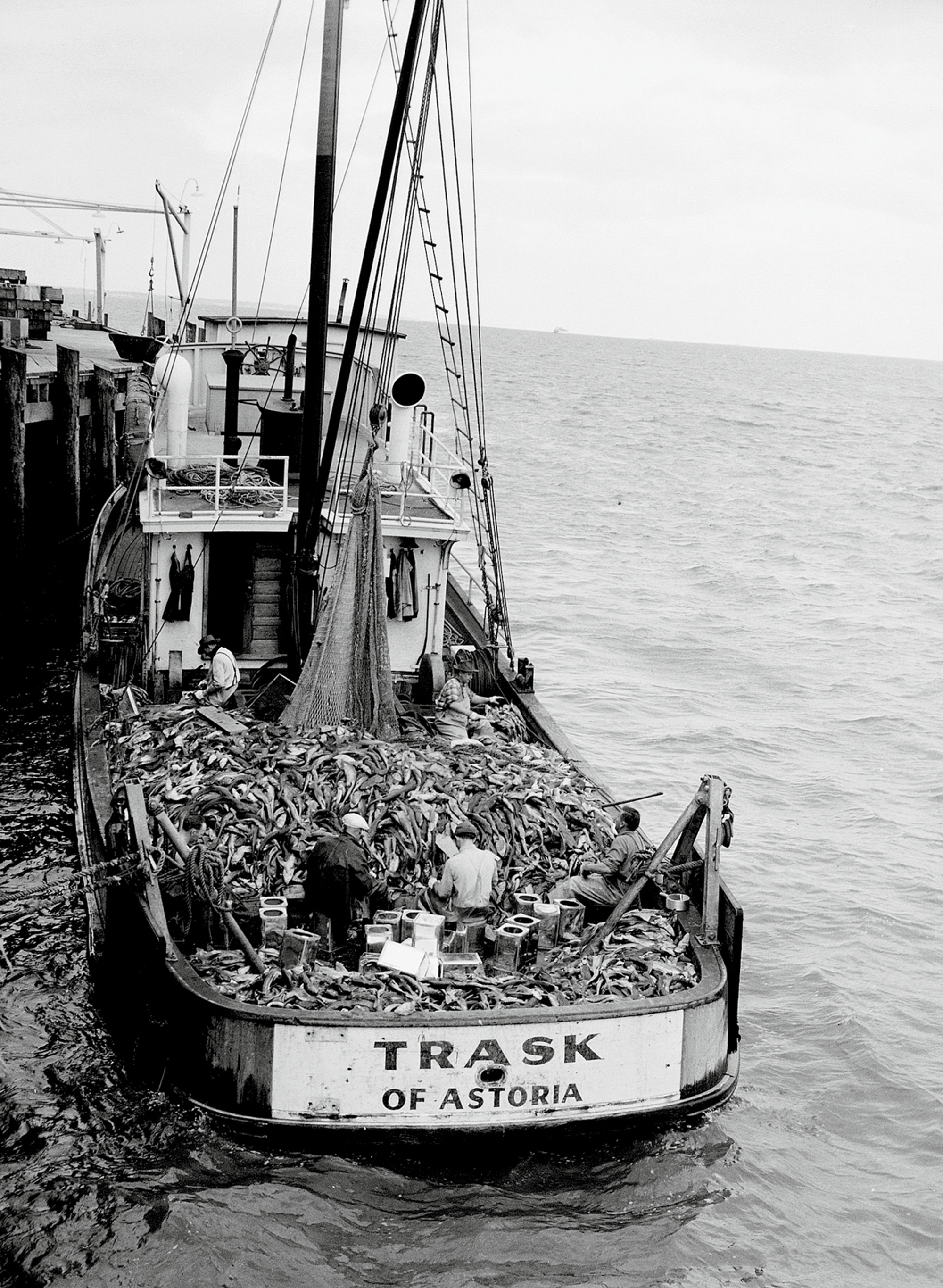 A nineteen forty-eight photograph of George Moskovita and his crew with a haul of soupfin sharks aboard the Trask of Astoria in Astoria, Oregon.