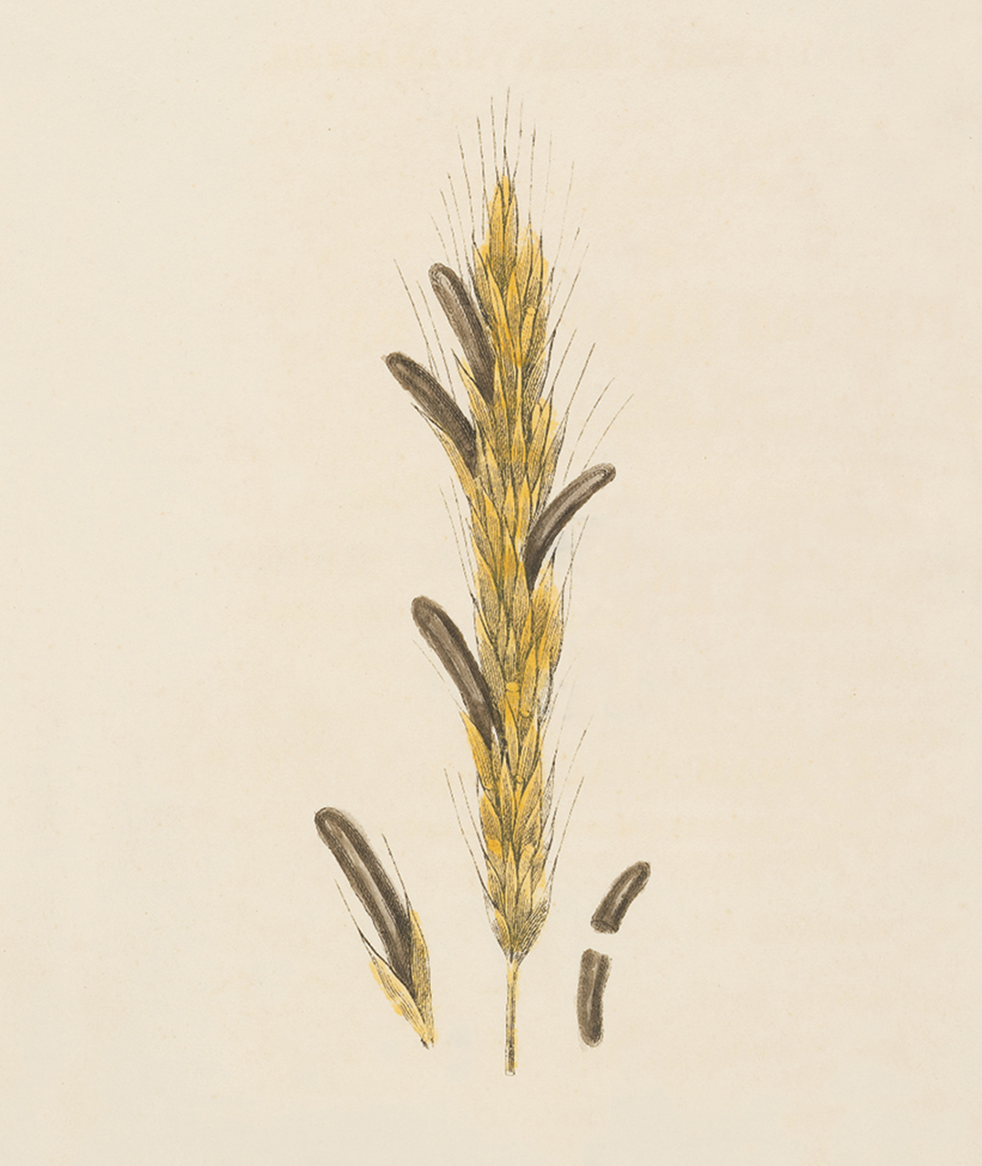 An illustration of an ear of rye infected with ergot fungus from Adam Neale’s eighteen twenty-eight work titled “Researches Respecting the Natural History, Chemical Analysis, and Medicinal Virtues, of the Spur, or Ergot of Rye, When Administered as a Remedy in Certain States of the Uterus.”