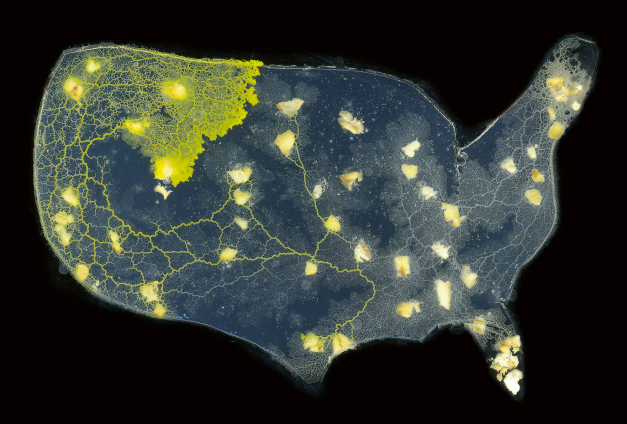 Hacking the wood-wide web. The slime mold Physarum polycephalum is used in laboratories across the world to map more efficient highway and subway networks. Here, in an experiment staged at the International Center of Unconventional Computing at the University of the West of England, the mold is redrawing the US interstate highway system. Photo Andy Adamatzky.