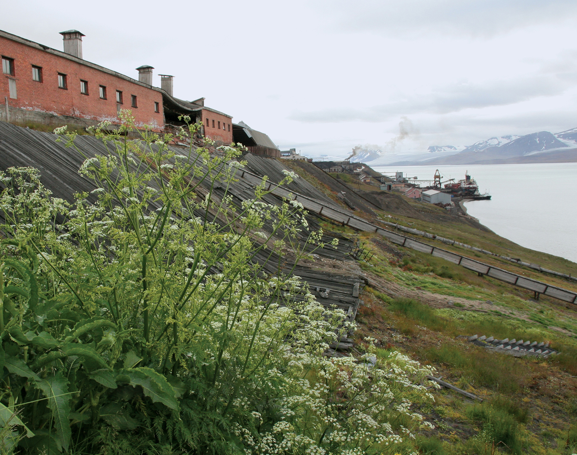 A selection of the thirty-odd plants growing on Svalbard today. All photos Inger Greve Alsos.