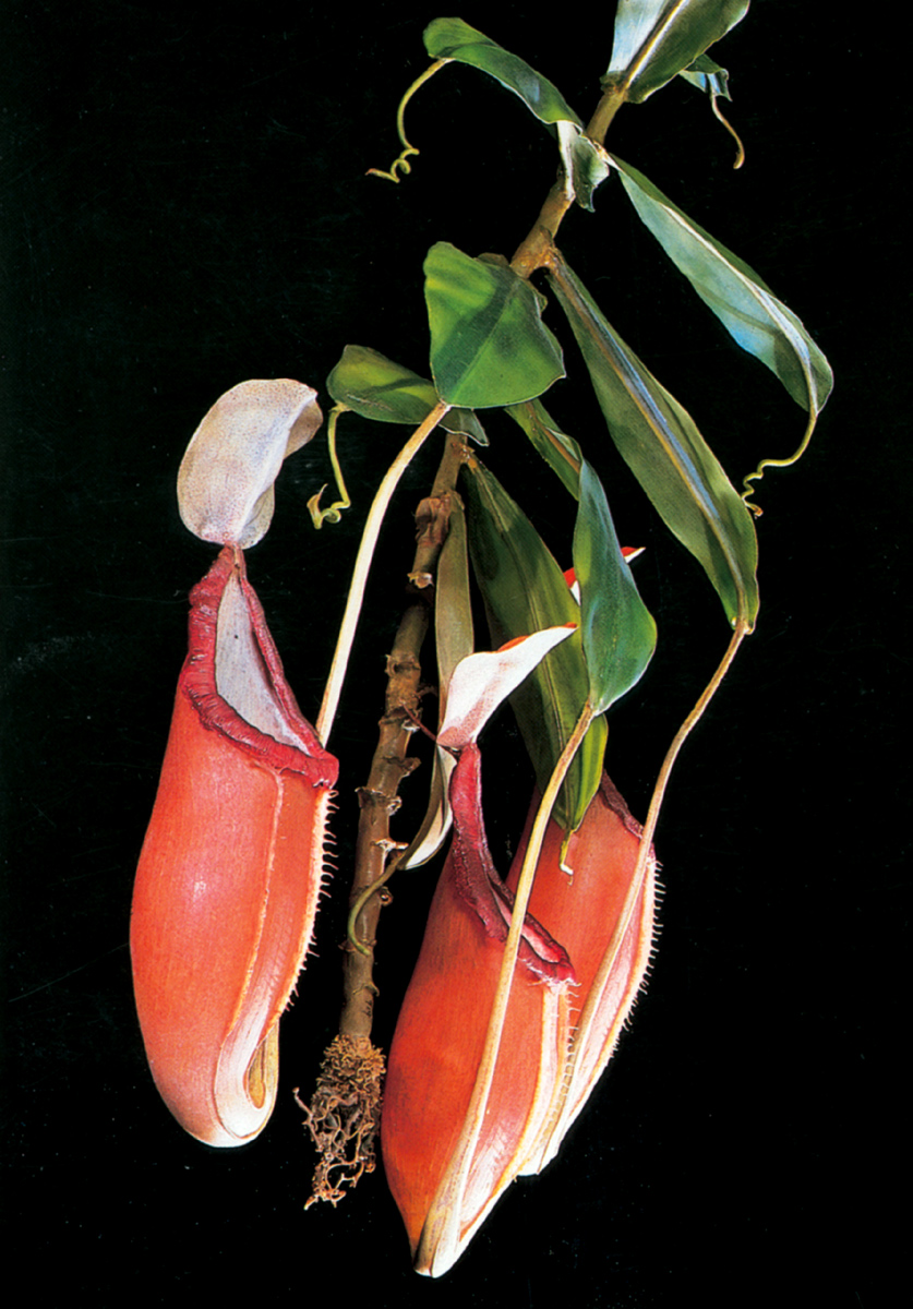 A photograph of a glass model made by Rudolf Blaschka of the plant Nepenthes sanguinea. 