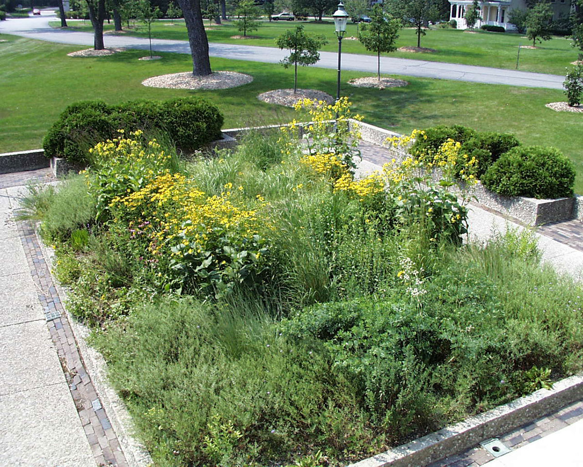 A photograph of a garden at Lake Forest College in Illinois planted with specimens native to the area's tallgrass prairie.