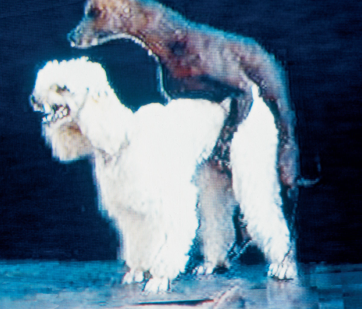 A video still from artist Yoshua Okon's 1998 work “Chocorol” depicting two dogs mating.