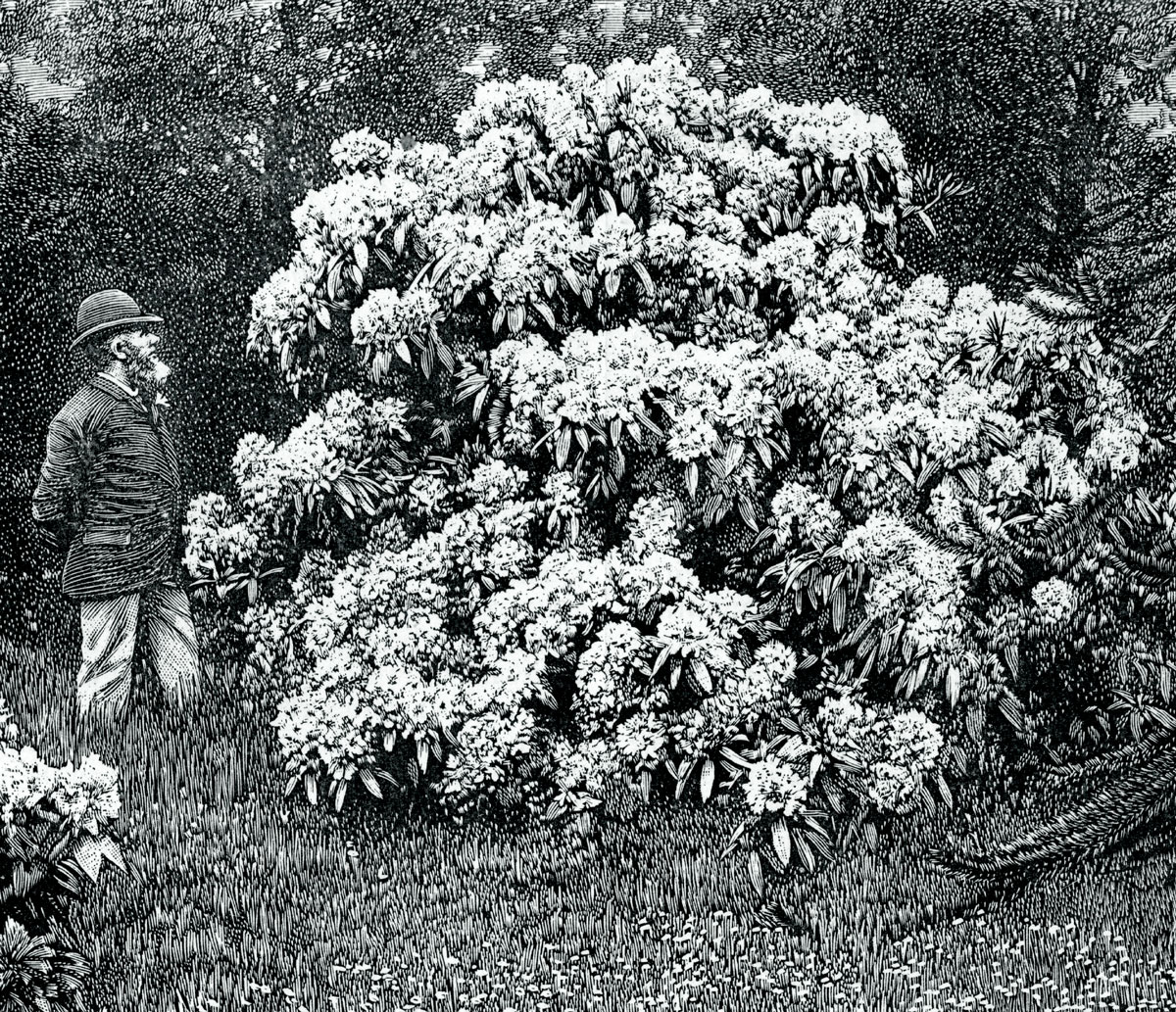 An 1899 illustration of rhododendrons in an English garden published in William Robinson's book, “The English Flower Garden.”