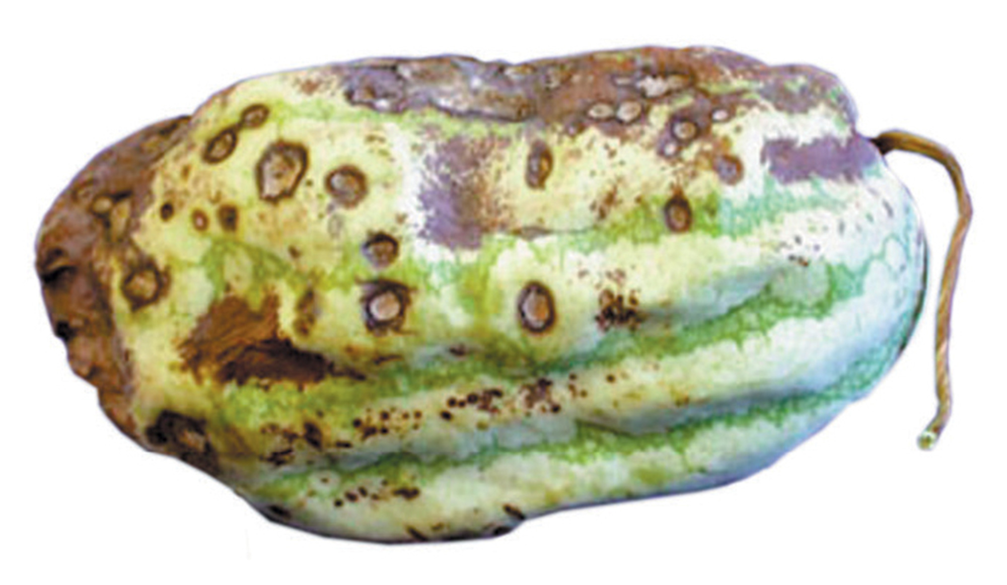 A photograph of a watermelon affected by the fungal disease anthracnose.