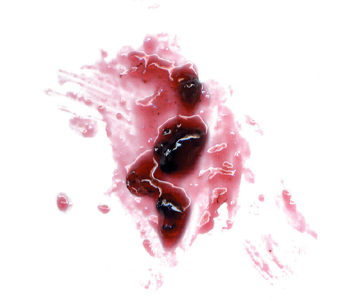 A photograph of a stain made by crushed Rubus armeniacus.