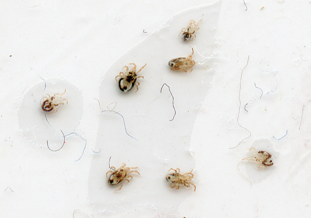 A photograph of seven small mites.