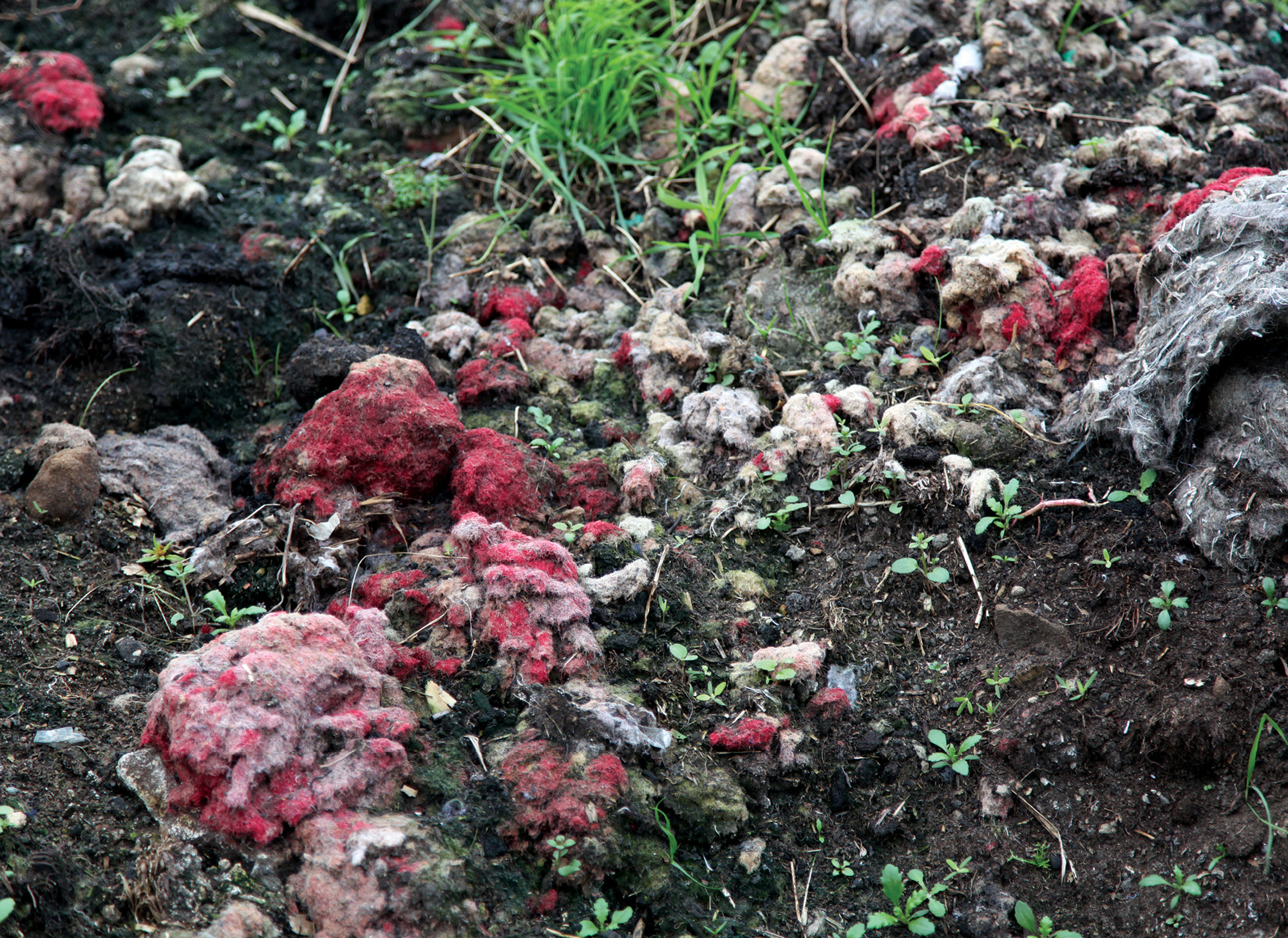 Close-up of heap of shoddy in West Yorkshire’s Heavy Woollen District. The red color in some of the wool comes from identification marks that local farmers make on their sheep; these bits of red wool are separated and dumped before the rest of the wool is processed. All photos Hanna Shell.