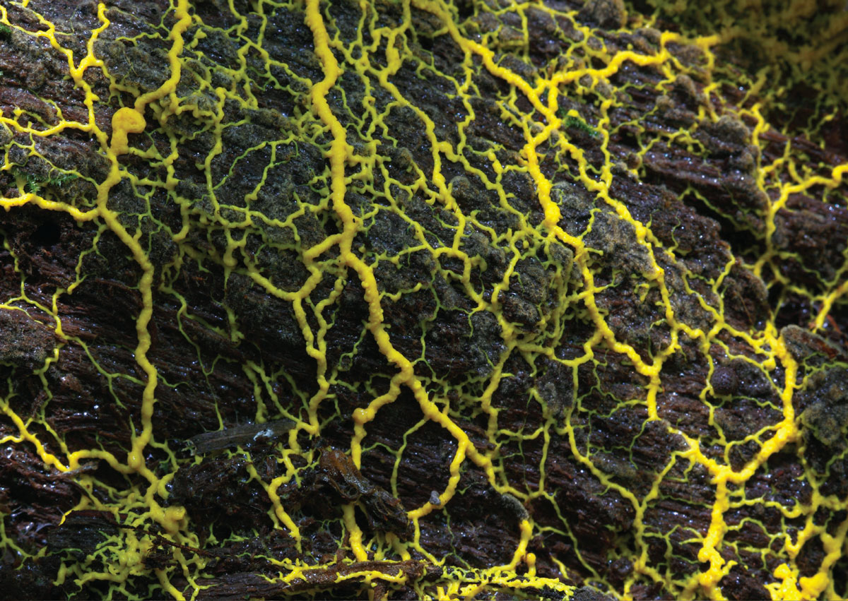 A photograph of physarum polycephalum on a decaying log. This slime mold is moving as a collective body and sending out branches to look for nutrients.